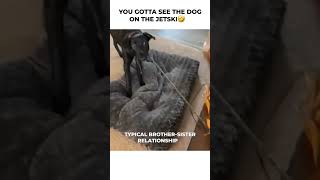 Hilarious Pet Moments That Will Make You Laugh! #funny #hilariousfails #catfails