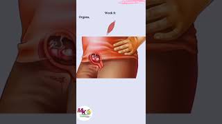 First Trimester ☑️ Change week 4 to 12 🙂 #video #weekbyweek #pregnancy #shortvideo #growth