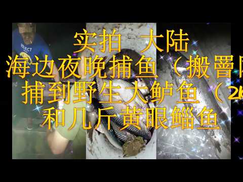 【Hui Yu视角】真实的中国，实拍大陆海边夜晚捕鱼！捕到好多鱼，还有一条野生鲈鱼！