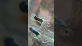 HB white Male Guppies, Breeding size #aquarium #guppyfish