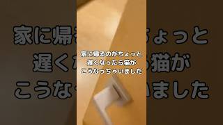 ごめんなさい今度からは1秒でも早く帰ります #猫 #マッチョ猫 #チビ