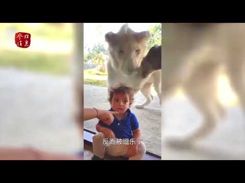迪拜动物园狮子隔玻璃“袭击”小男孩孩子浑然不觉