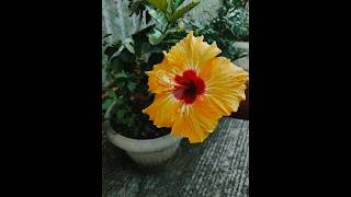 Ve Haniya Ve Dil Janiya.. #vehaniya #flower #gardening #yellowflowers#photography