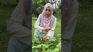 বন টমেটো চিনেন? জানুন এর উপকারিতা!  #Agriculture