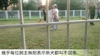柴犬在大狗區的抗干擾召回訓練