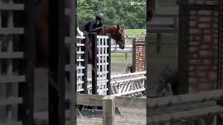Flynn and Elin #horsepower #horselover #horseriding #roadto10subs #horses