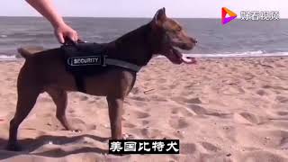 世界十大猛犬战斗排名，最全面的分析