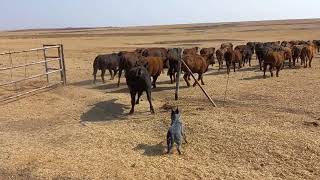 Australian cattle dog working compilation || ACD || Blue healer working compilation
