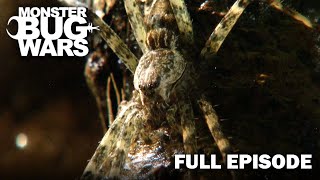 Battle Beneath the Floorboards | Monster Bug Wars | Full Episode | S1 E1