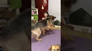 #不养狗不知道养狗的乐趣 #德牧 #狗狗