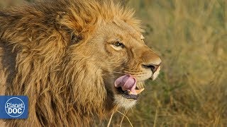 Ngorongoro Wildlife. Tanzania - Full Documentary