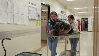 CSU Vet Techs Rock!