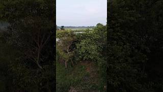 #hindisong #music #song #love #villagevlogs #gaokavlog #nature #shortsvideo