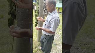 এড়ীপলু থেকে এড়ী সূতাৰ journey🐛😍 #shorts #ytshorts #minivlog