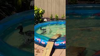 These ducklings dive better than I do🤣🦆🌊 #ducktok #shorts #trending