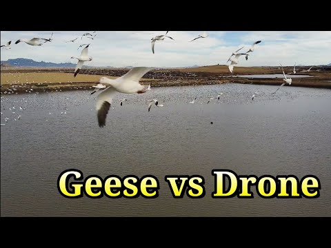 Close call!! Snow Geese vs Drone Dji mini 2