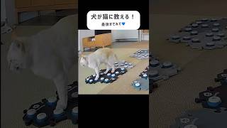 弟猫に教えてあげるも…スルーされる犬😅