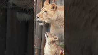 #lion #baby #lionlife #animals #lionworld #wildlife #lionslife #sorts #cute #lioncubs #reels #funny