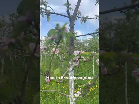 Наш садочок #весна #яблуняцвіте #садовийнастрій #кульбаби