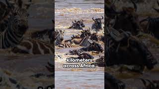The Great Wildebeest Migration: A Marvel of Nature #nature #animals #africa #wildlife #migration