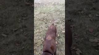 This crazy dog! #everydaycanine, #edc, #chocolatelover, #dskfs, @BigRedEDC