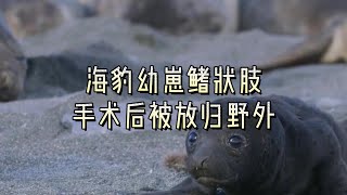 海豹幼崽鳍状肢手术后被放归野外#英国#英国生活#海豹幼崽#鳍状肢手术#放归野外#动物#野生动物