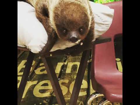 Lucia the Sloth visits Fox Run