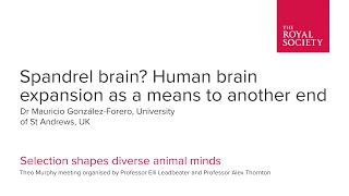 Spandrel brain? Human brain expansion as a means to another end