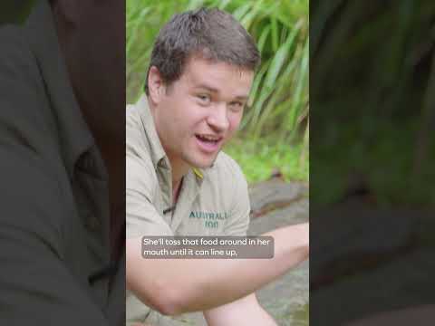 Chandler's Floridian Friends - Gators!