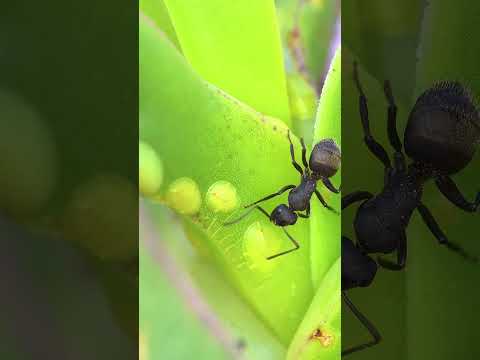 The Ant 4K | Gentle Relaxing Piano Music and Sounds of Nature |  4K Video