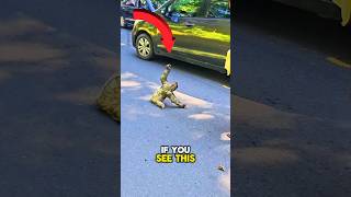 How to Help a Sloth Cross the Road 🦥🦥 #worldrevealed