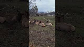 Beautiful elks are resting. spring 2024. #shortsvideo #shorts #elks #animals #spring2024