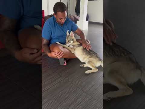 Wolf puppy 🐺 #animals #cute #puppy #dog #wild #wildlife #doggie #shorts #pet #animal #cat