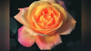 top 10 flower in chinese culture 中国名花