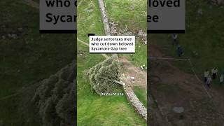 Judge sentences men who cut down Britain's beloved Sycamore Gap tree