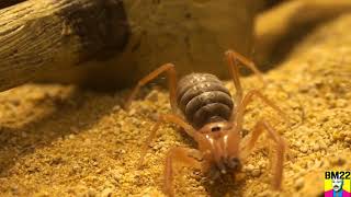 Dozer the Camel Spider Solifugae Eating Lunch