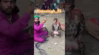 #monkey #india #funny #hanumantra #comedy #jaishreeram #hindumantra #hanumantra