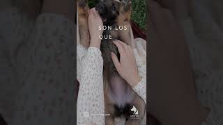 Travesuras Hoy, Tesoros Mañana  #perros #mascotas #lineupdog #comportamientocanino