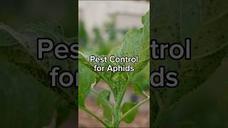 The Best Pest Control for Aphids