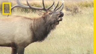 Listen: These Elk Sound Terrifying, Like Ringwraiths | National Geographic