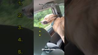 Share, Like, and Support 🙏🏻 #shorts #funny #dog