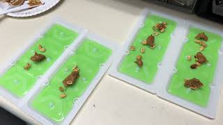How to bait a Tomcat Glue Trap