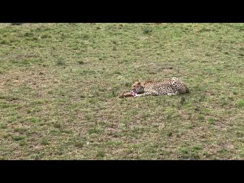 Kenya Masai Mara Cheetah