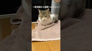 ⑧野良猫時代のエビ子#猫#ねこ#猫のいる暮らし #猫のいる生活 #ねこのいる生活 #ねこ動画 #ねこ部 #猫好きさんと繋がりたい #ねこすたぐらむ #猫好き #野良猫#保護猫#コブクロ#つぼみ