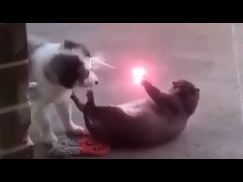 CAT WITH LASER PAWS