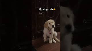 no guyz I am allrounder 😎🥹#petlife #puppy