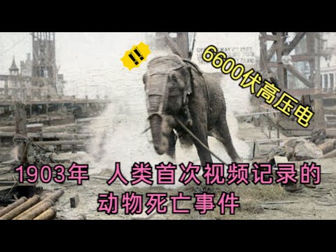 1903年，人类首次视频记录的动物死亡事件，爱迪生背了100年黑锅