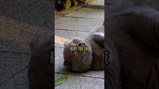 Why Do Cats Fall with Legs Straight? #catfacts #catshorts