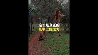 這才是真正的九牛二虎之力 #漲知識 #動物科普