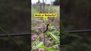 Hungry Caterpillar 🐛 🍃 #farmfriends #farm #pets #caterpillar #bug #insects #insect #bugs #animals